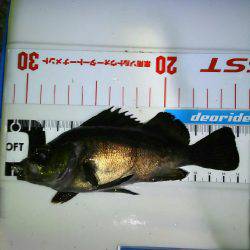 夕まづめメバリング