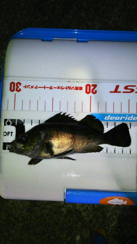 夕まづめメバリング