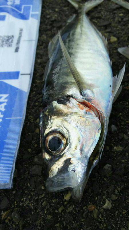 サビキ釣りにてアジ・サバ・イワシ