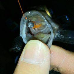 穏やかな日にメバリング