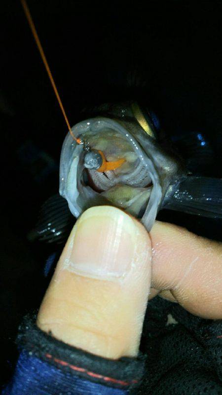 穏やかな日にメバリング