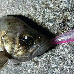 洲本港 メバリング