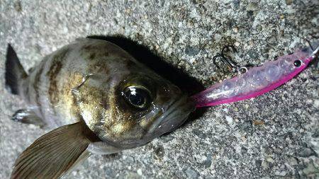 洲本港 メバリング