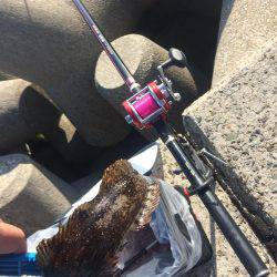 タルイチでコブトリ