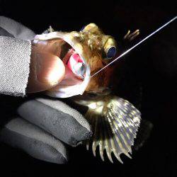 癒されロック♩