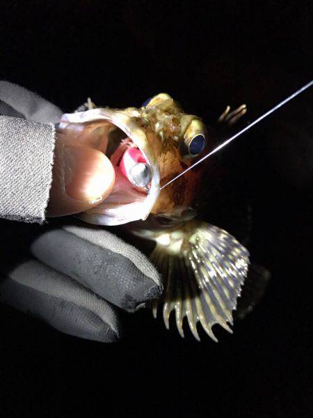 癒されロック♩