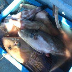 五目&ヤリイカのリレー便