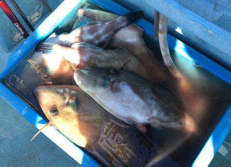 五目&ヤリイカのリレー便