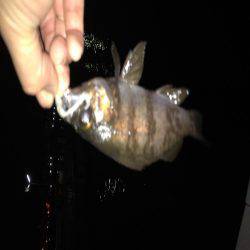 メバリングはじめて３回目の釣行