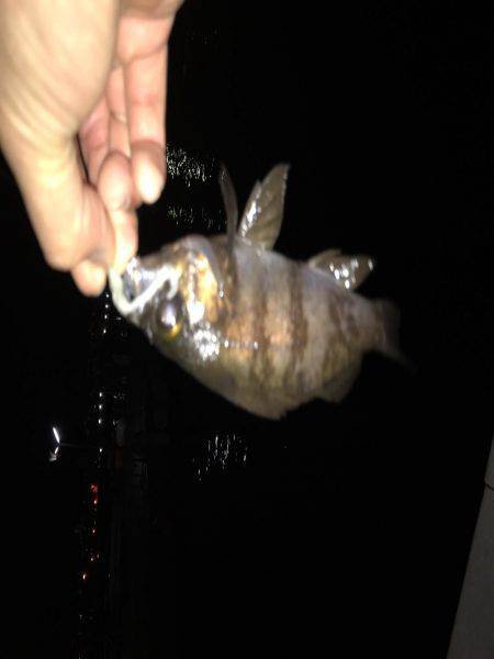 メバリングはじめて３回目の釣行