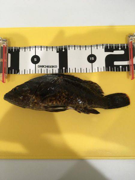 福泊でメバリングのはずが…