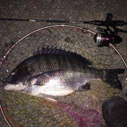 チニング、メバリング