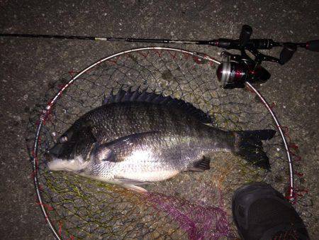 チニング、メバリング