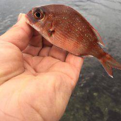 デイメバリング