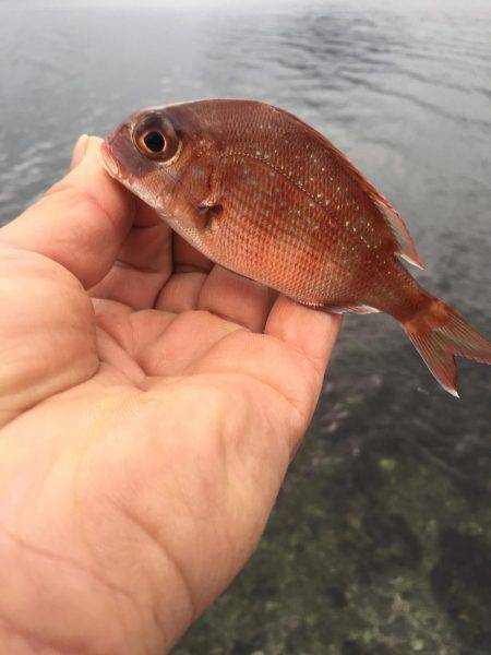 デイメバリング