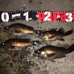 プラッキングメバル