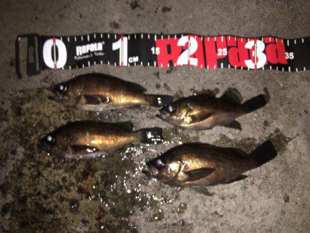 プラッキングメバル