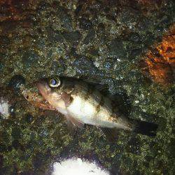 プラッキングメバル