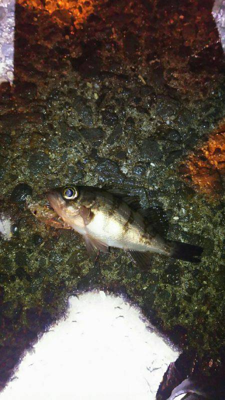 プラッキングメバル