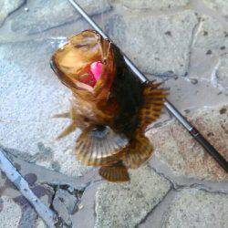 タケノコメバルさん