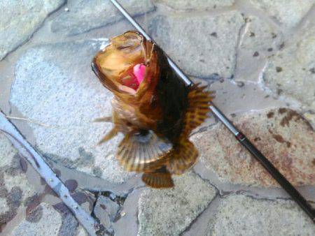 タケノコメバルさん