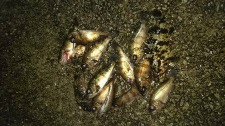 常夜灯周辺で。