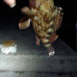 ヤット釣れたメバル