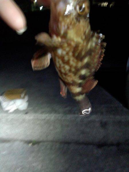 ヤット釣れたメバル