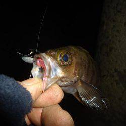 ちびメバリング