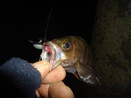 ちびメバリング