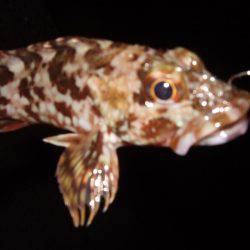 ガッシーは遊んでくれます！