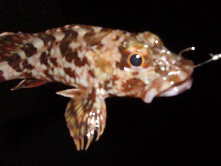 ガッシーは遊んでくれます！