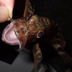 ガシラからのセイゴ