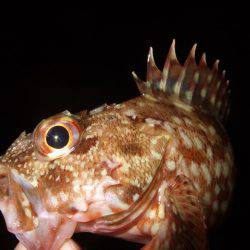 ガシラが良く釣れました。