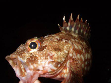 ガシラが良く釣れました。