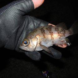 極寒メバリング