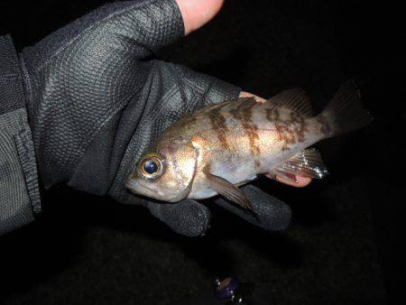 極寒メバリング