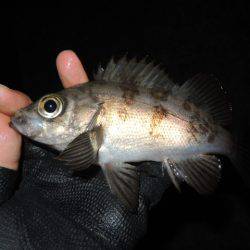 フロートで初釣果