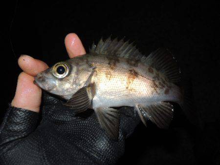 フロートで初釣果