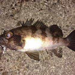 初鳴門メバリング