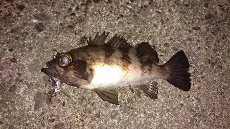 初鳴門メバリング