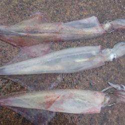 ヤリイカエギング