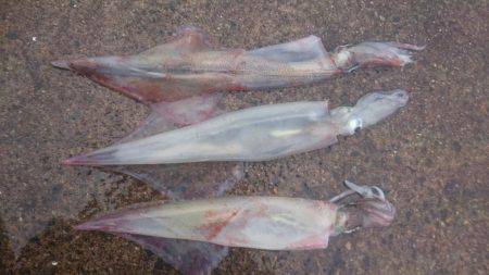 ヤリイカエギング