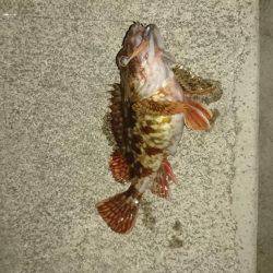 プラッキング調査