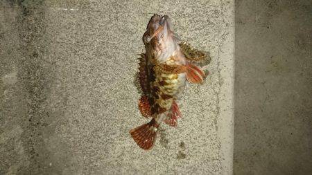 プラッキング調査