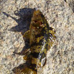 タケノコメバル