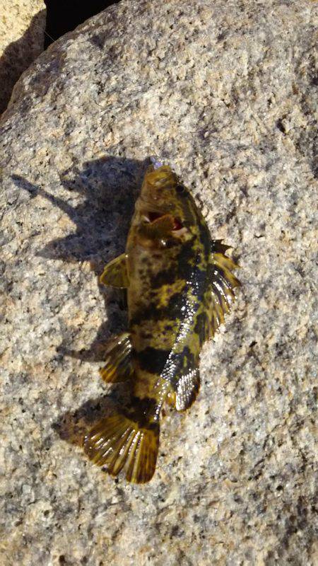 タケノコメバル