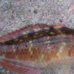 のんびりウキ釣り