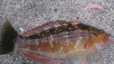 のんびりウキ釣り