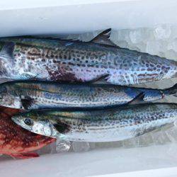 スーパーコーリンで今年の初獲物